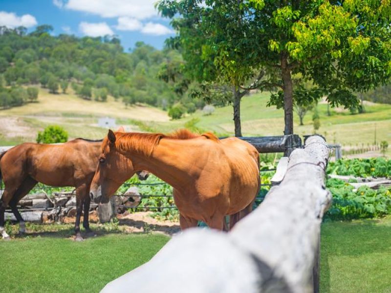 Pimpama Qld 4209 Sold Land S Auction Results Pg 11 57 Montego Hills Drive Kingsholme Qld 4208